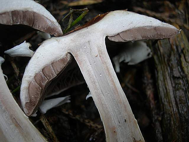 Agaricus impudicus   (Rea)  Pilt